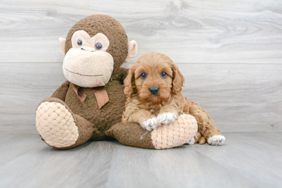 Best Cavapoo Baby