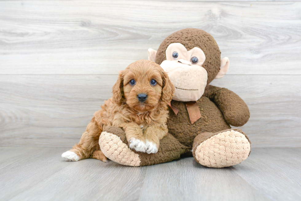 Best Cavapoo Baby