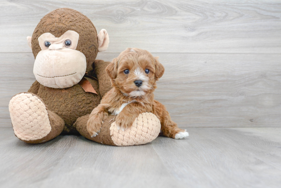 Popular Cavapoo Poodle Mix Pup