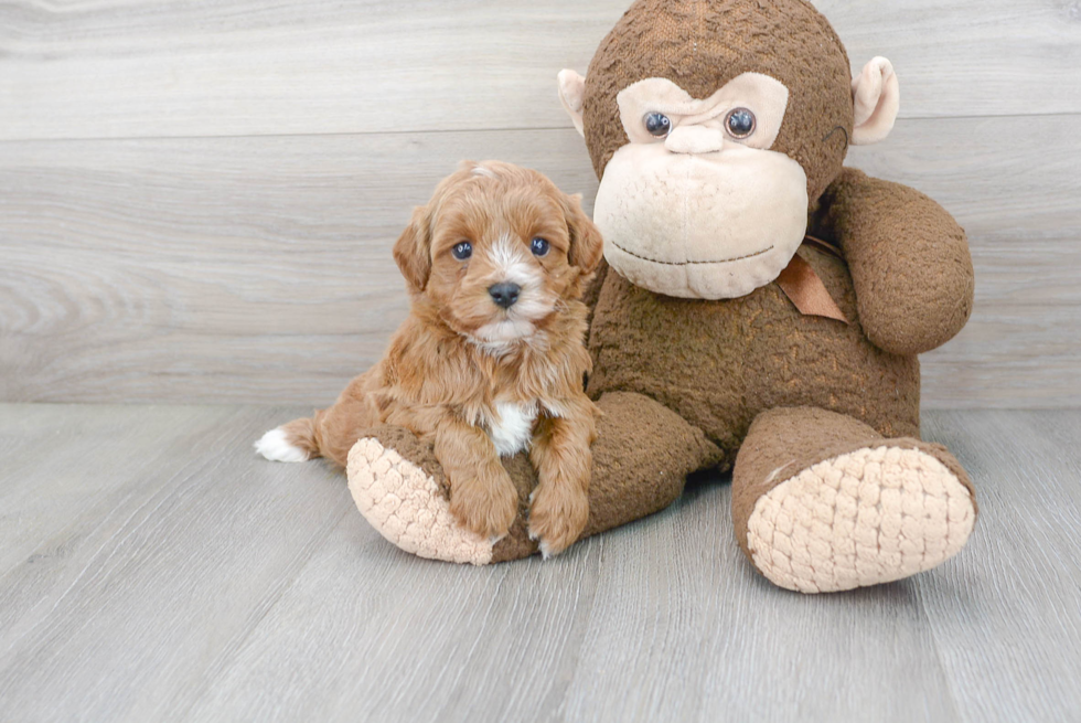 Cute Cavapoo Baby