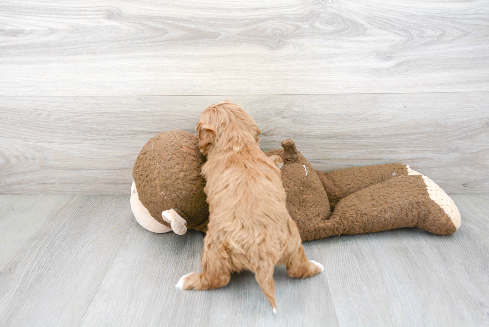 Popular Cavapoo Poodle Mix Pup