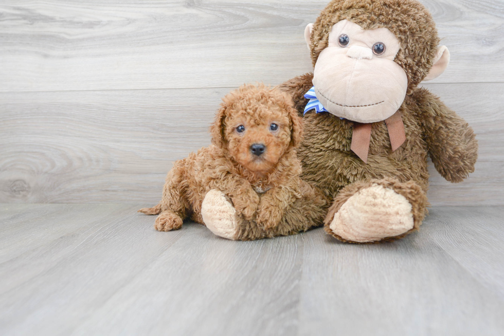 Best Cavapoo Baby