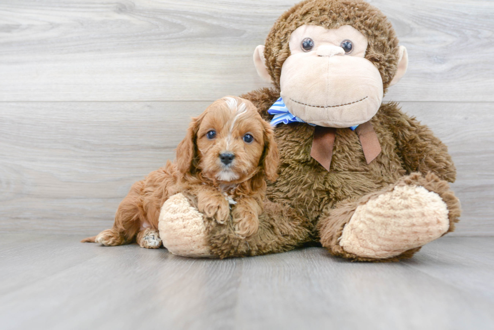 Friendly Cavapoo Baby