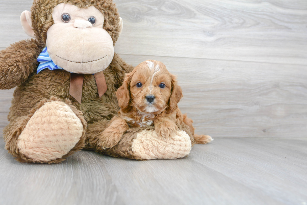 Small Cavapoo Baby