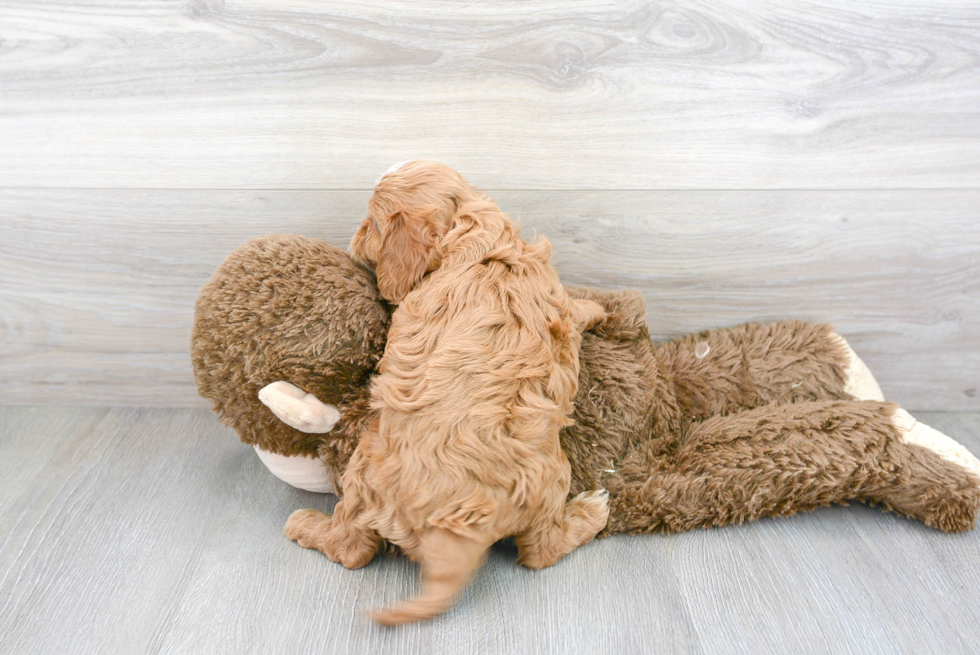 Little Cavoodle Poodle Mix Puppy