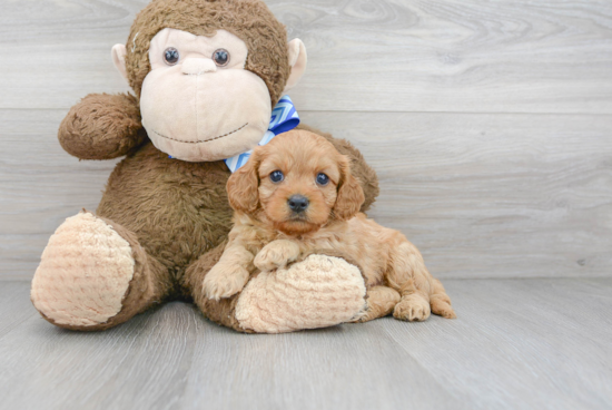 Cavapoo Puppy for Adoption