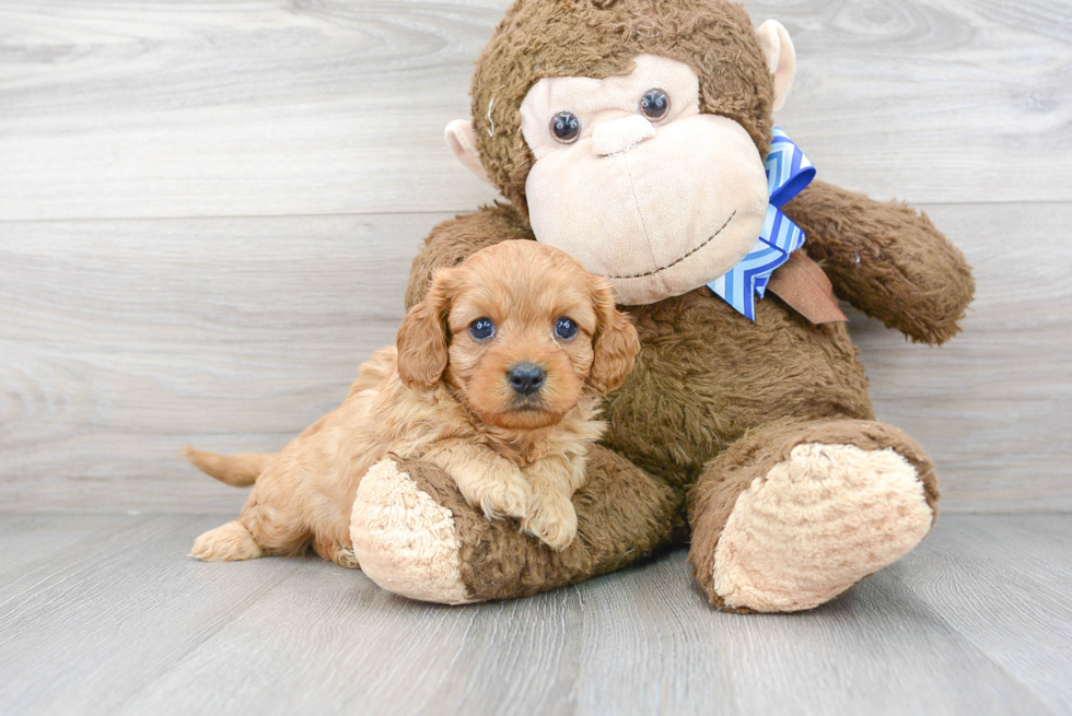 Cavapoo Pup Being Cute