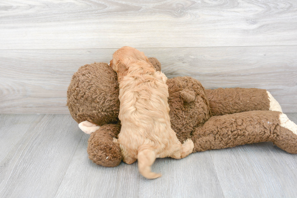 Little Cavoodle Poodle Mix Puppy