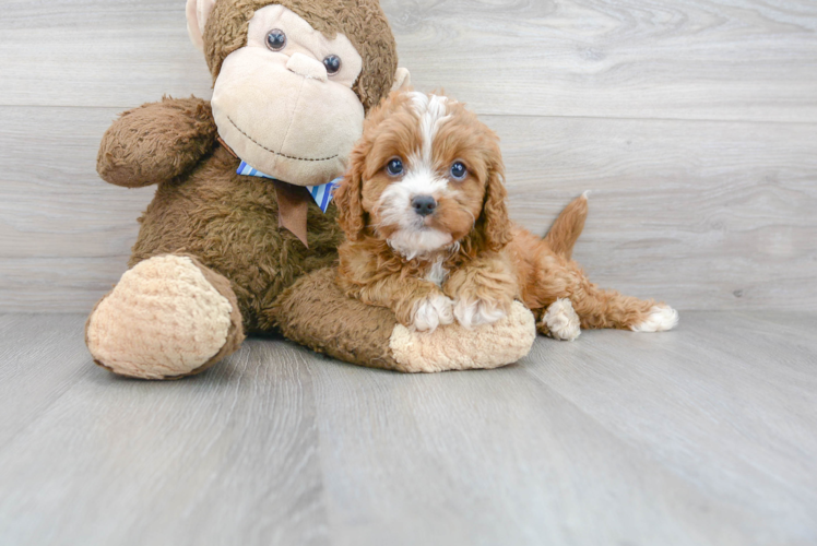 Energetic Cavoodle Poodle Mix Puppy