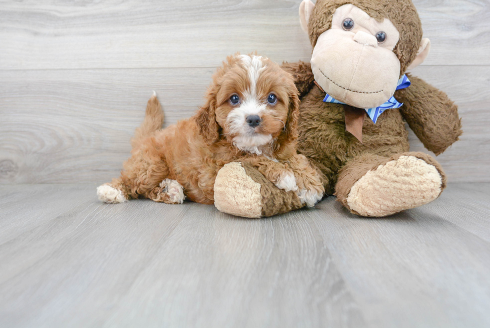 Cavapoo Puppy for Adoption