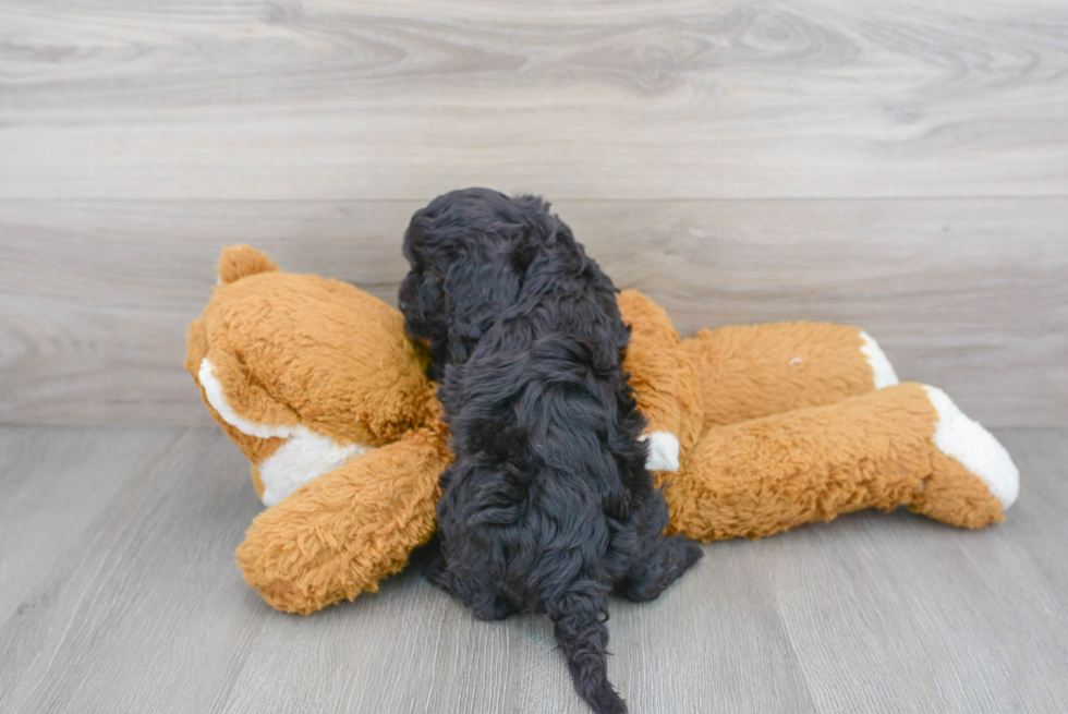 Cavapoo Pup Being Cute