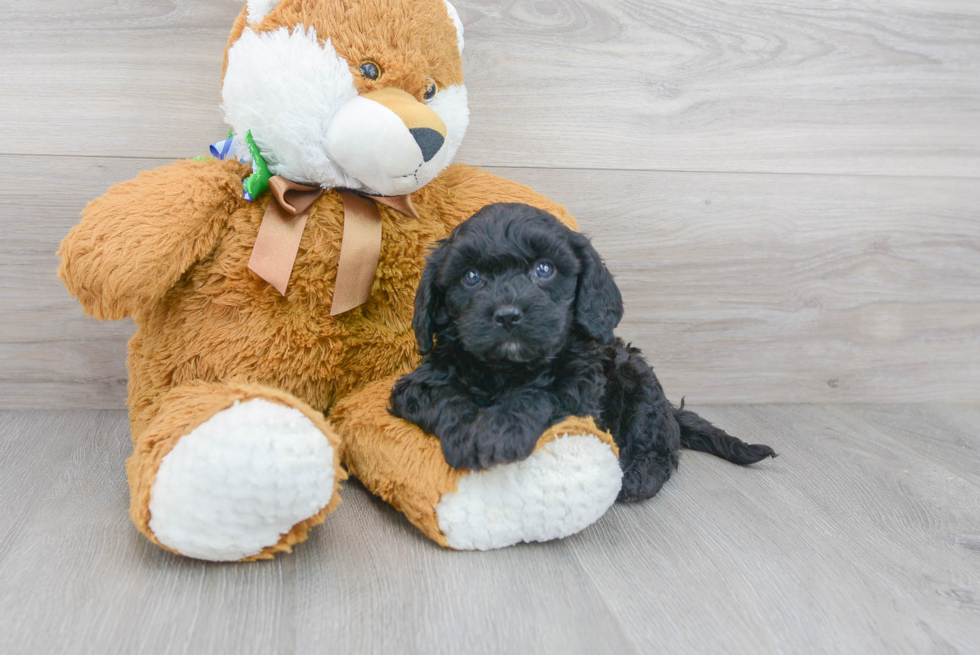 Popular Cavapoo Poodle Mix Pup