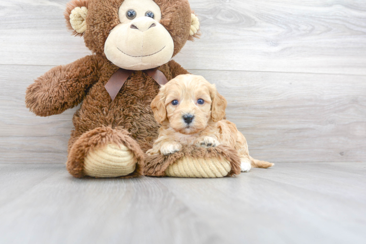 Playful Cavoodle Poodle Mix Puppy