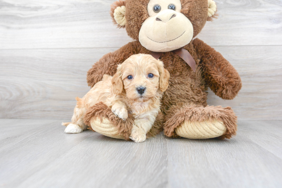 Playful Cavoodle Poodle Mix Puppy