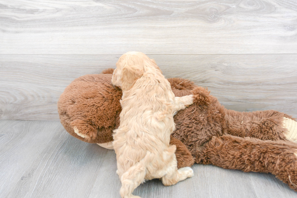 Cute Cavapoo Baby