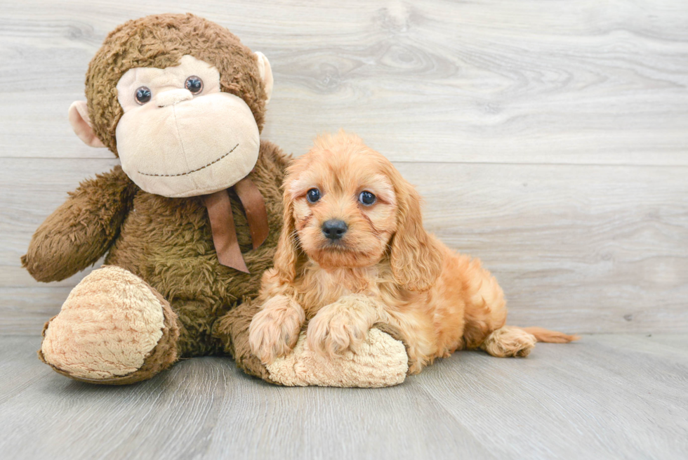 Friendly Cavapoo Baby