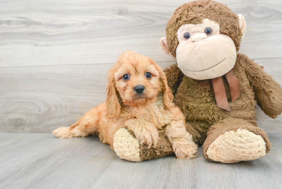 Energetic Cavoodle Poodle Mix Puppy