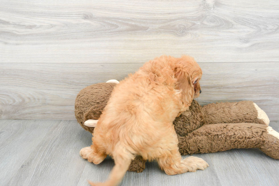 Petite Cavapoo Poodle Mix Pup