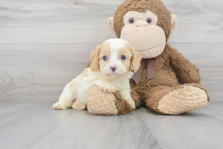 Hypoallergenic Cavoodle Poodle Mix Puppy