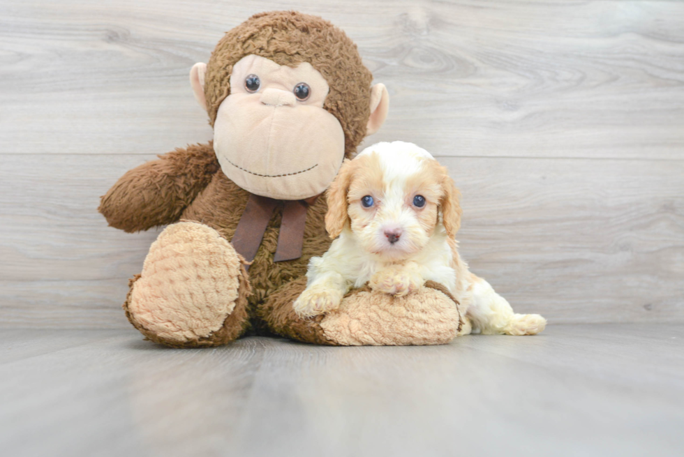 Cavapoo Pup Being Cute