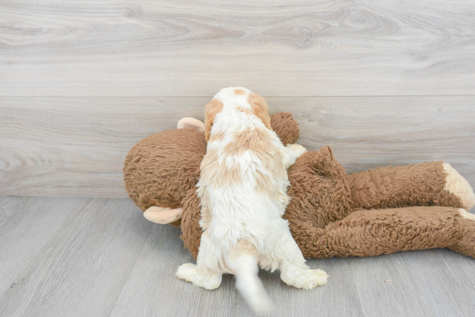 Popular Cavapoo Poodle Mix Pup