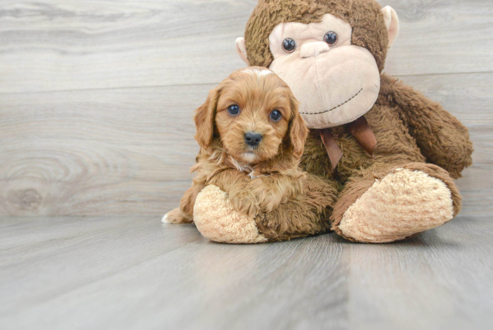 Popular Cavapoo Poodle Mix Pup