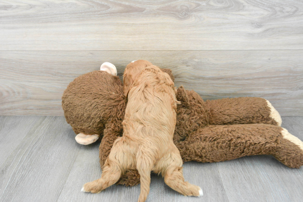 Little Cavoodle Poodle Mix Puppy