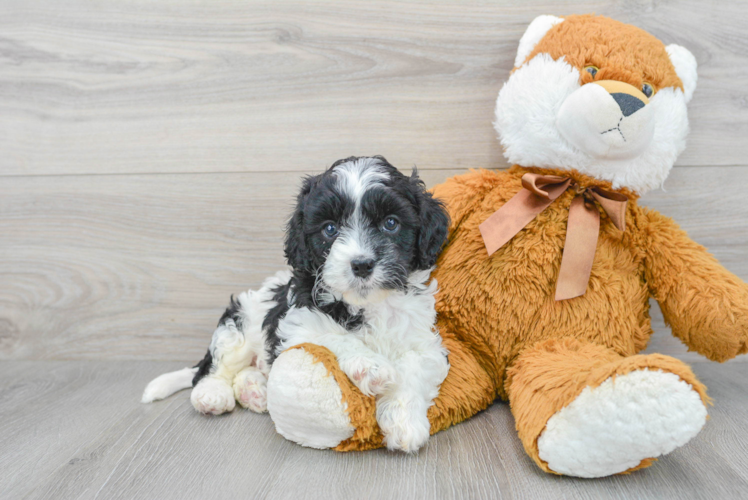 Best Cavapoo Baby