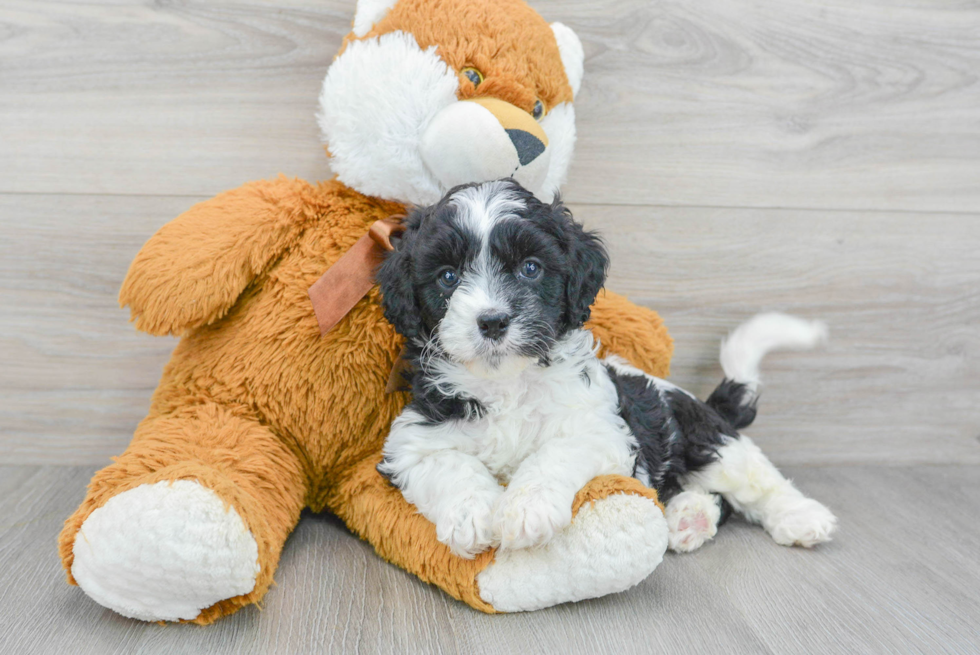 Energetic Cavoodle Poodle Mix Puppy