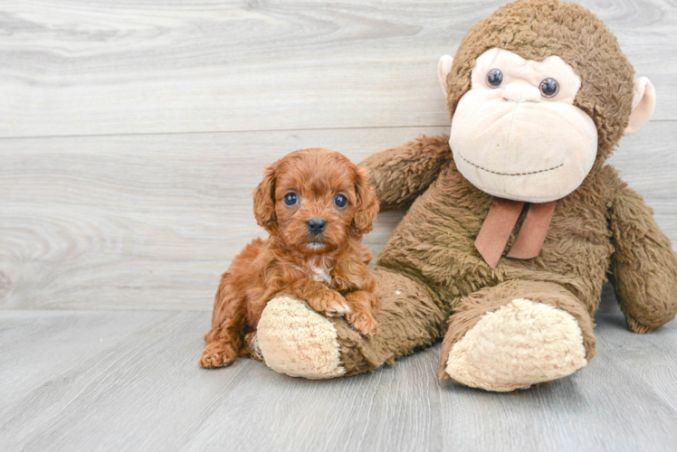 Adorable Cavoodle Poodle Mix Puppy