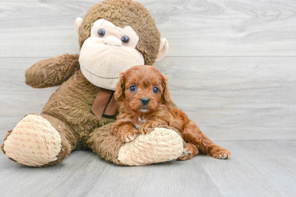 Best Cavapoo Baby