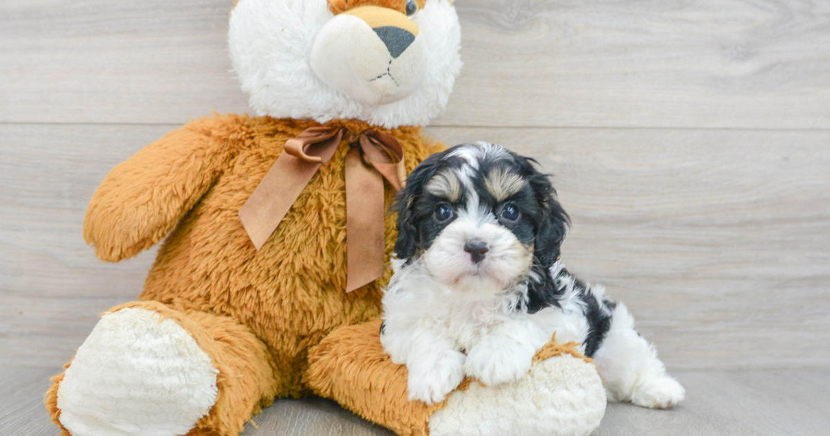 Petite Cavapoo Bodega: 3lb 10oz Doodle Puppy