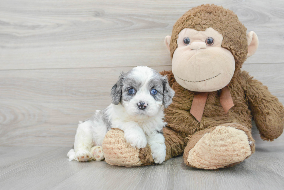 Cavapoo Pup Being Cute