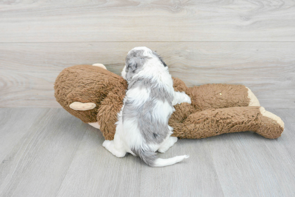 Little Cavoodle Poodle Mix Puppy