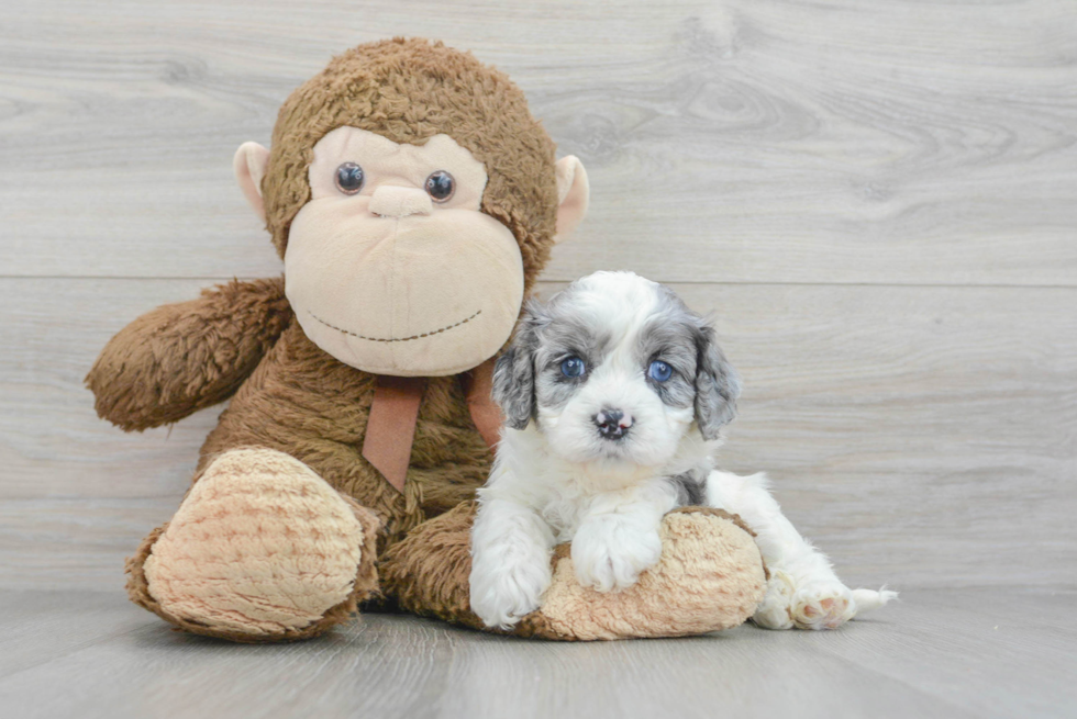 Smart Cavapoo Poodle Mix Pup