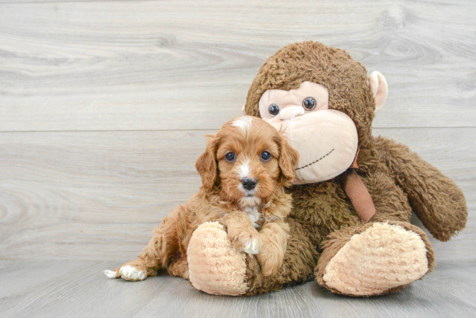Cavapoo Puppy for Adoption