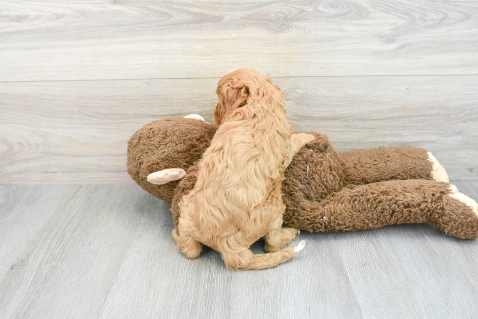 Cavapoo Puppy for Adoption