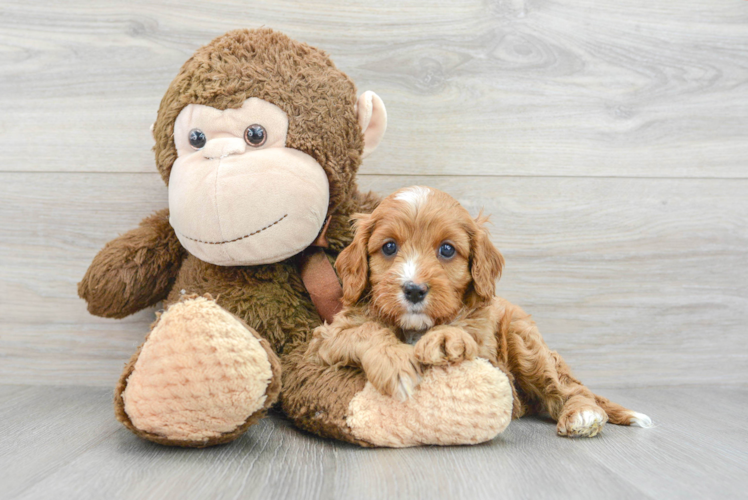 Popular Cavapoo Poodle Mix Pup