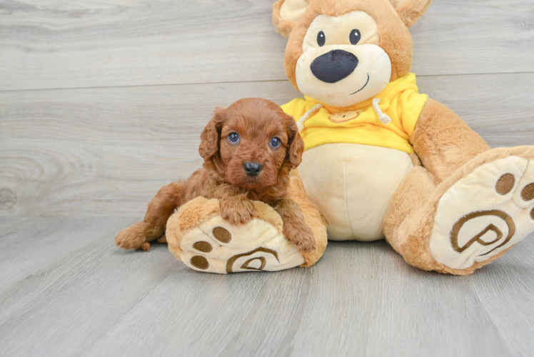 Energetic Cavoodle Poodle Mix Puppy