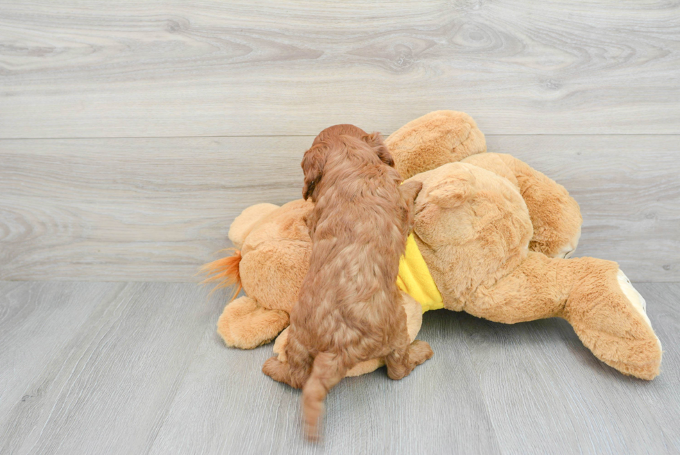 Best Cavapoo Baby