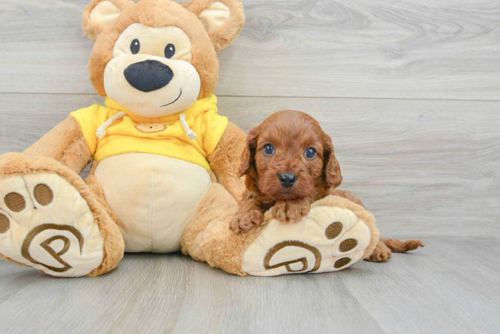 Happy Cavapoo Baby