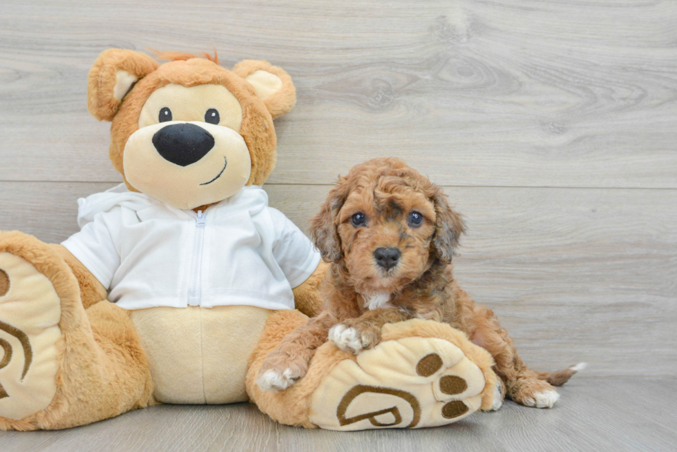 Hypoallergenic Cavoodle Poodle Mix Puppy