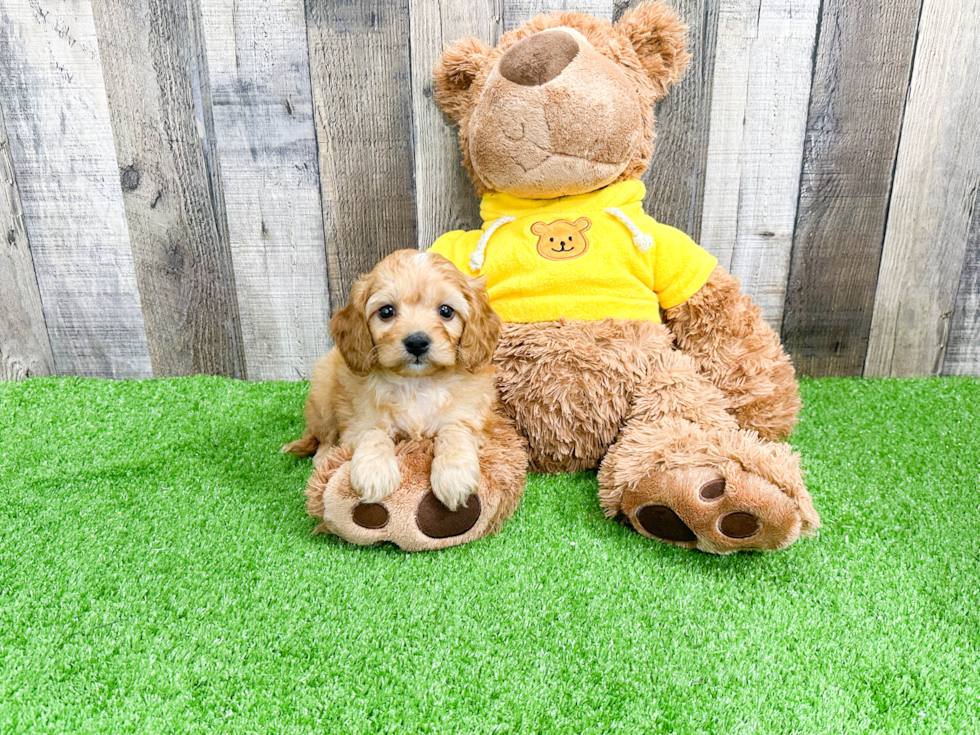 Small Cavapoo Bodega: 4lb 7oz Doodle Puppy