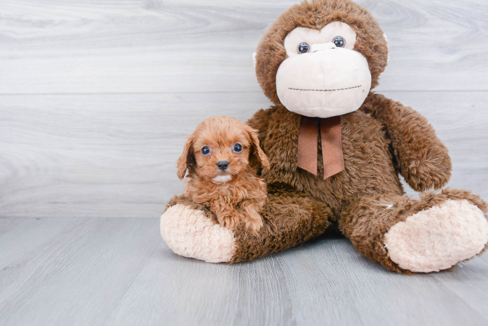 Cavapoo Puppy for Adoption