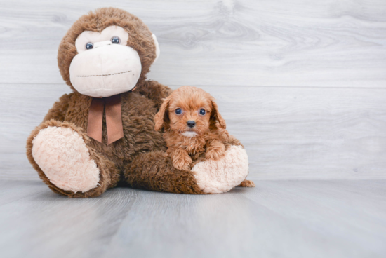 Cavapoo Pup Being Cute