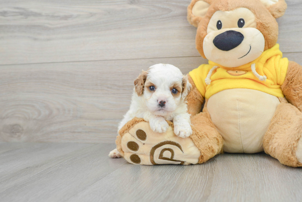 Small Cavapoo Baby