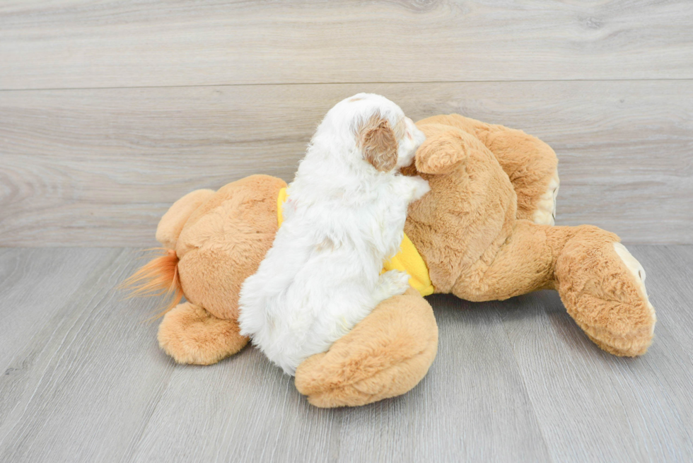 Cavapoo Pup Being Cute