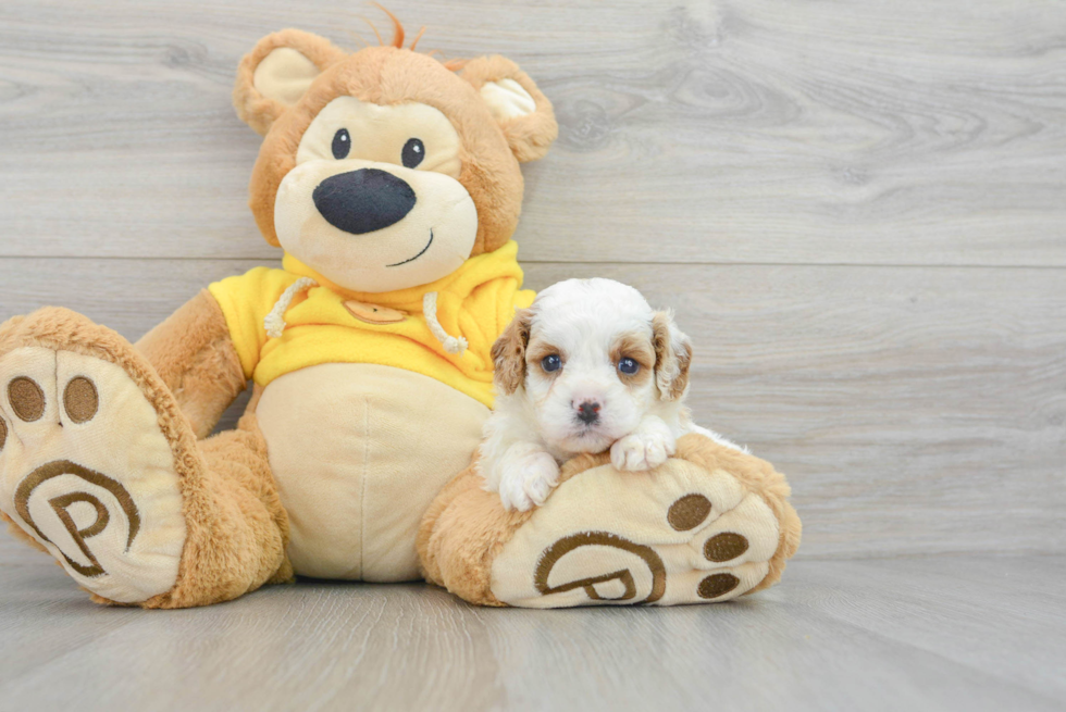 Cavapoo Puppy for Adoption