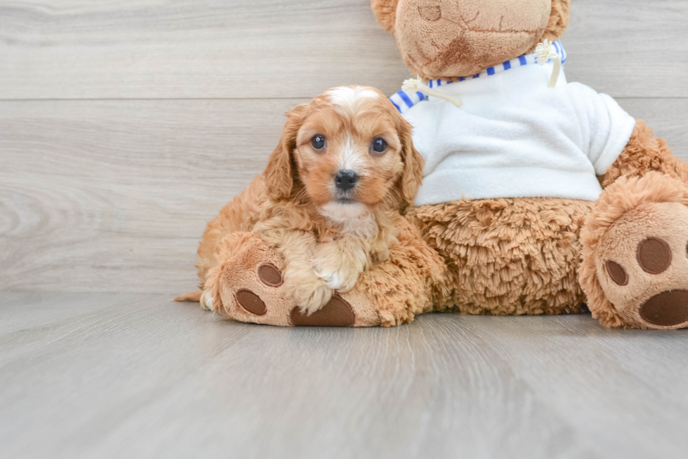 Sweet Cavapoo Baby