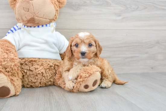 Petite Cavapoo Poodle Mix Pup